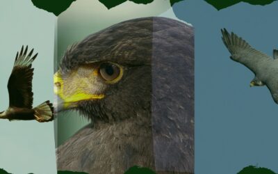 The falconers: protectors of the pitch