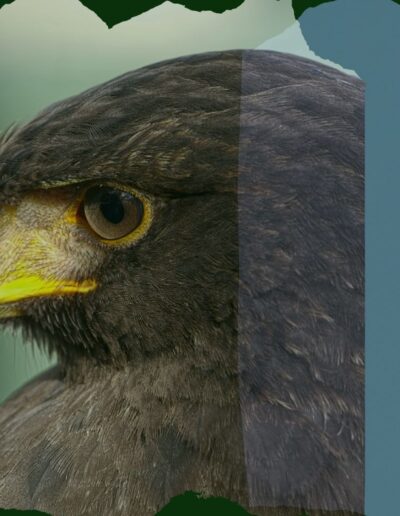 The falconers: protectors of the pitch